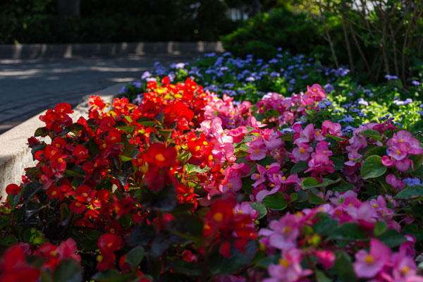 Soft Landscaping, Somerset 